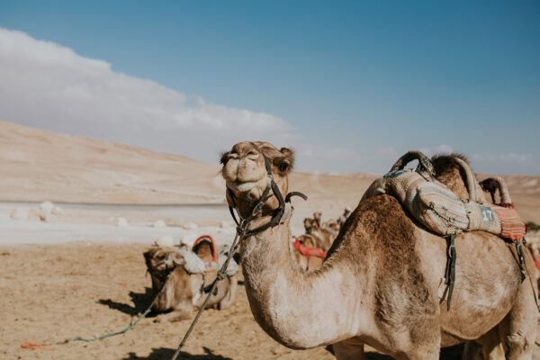 Camel Ride