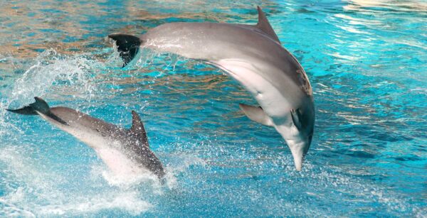 Dolphin Show